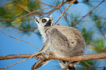 ring-tailed gray lemur in natural environment Madagascar.Close-up, cute primate © Elena
