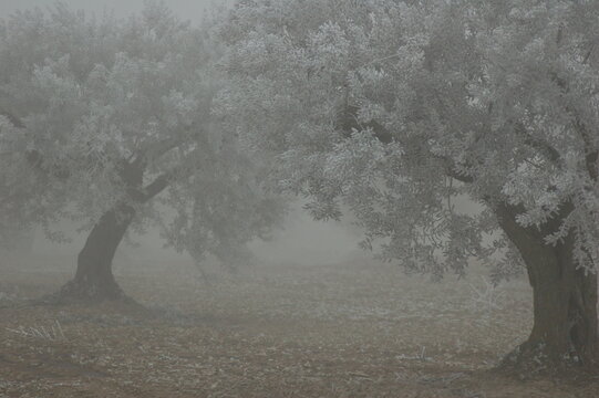 olivo en invierno con escarcha y niebla