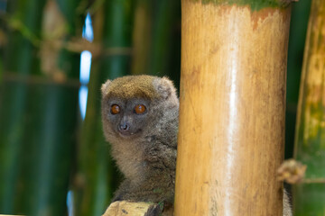 Eastern lesser Bamboo lemur Hapalemur griseus - holding thin tree, closeup detail furry face looking side
