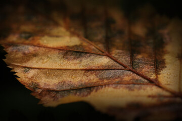 Zbliżenie na jesienny liście na czarnym tle © Marcin