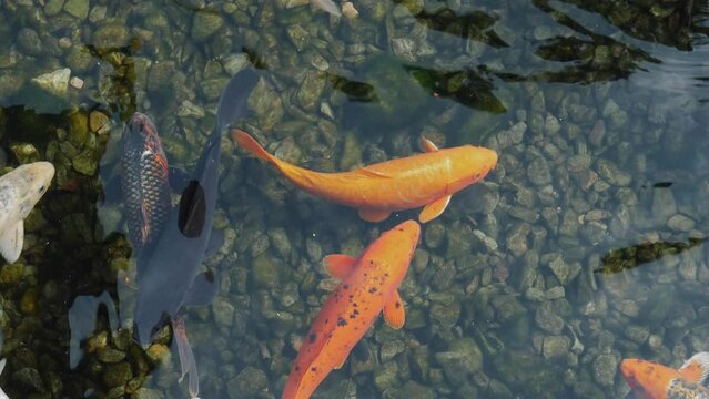 Koi fish in clear water with duck. Relaxing swimming of the fish in pond. Meditative footage. 4K real-time video.