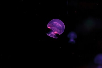 Naklejka na ściany i meble underwater photography of a beautiful cannonball jellyfish stomolophus meleagris