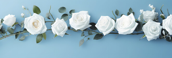 White roses isolated on light pastel blue background with empty space for text. Top view. Flat lay. Close up. Decorative banner
