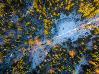 Forest in snowy wintertime. Cold winter and sunny day above forest with illuminated trees by rising sun. Aerial view from drone.