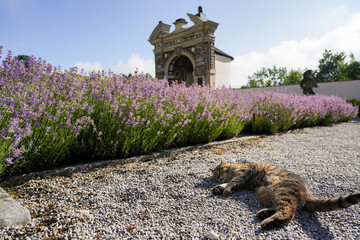 castle courtyard with lavender flowers and a lying cat on the ground