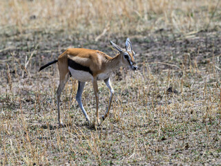 Thomson's Gazelle walking in the great plains of Serengeti ,Tanzania, Africa