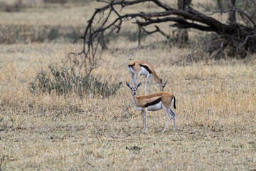 Thomson's Gazelle in the great plains of Serengeti ,Tanzania, Africa
