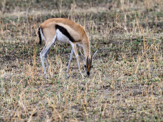 Naklejka na ściany i meble Thomson's Gazelle grazing in the great plains of Serengeti ,Tanzania, Africa