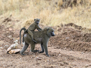 Obraz premium Baboon mother with baby on back, Tanzania, Africa