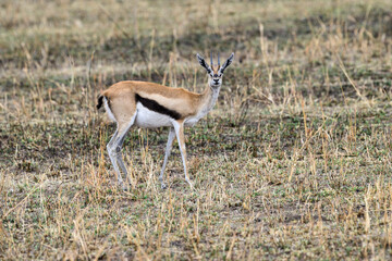 Naklejka na ściany i meble Thomson's Gazelle in the great plains of Serengeti ,Tanzania, Africa