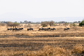 Wildebeests in the great plains of Serengeti ,Tanzania, Africa