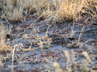 Square-tailed Nightjar or Mozambique Nightjar resting on the ground