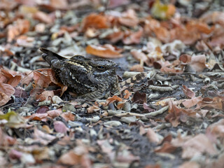 Square-tailed Nightjar or Mozambique Nightjar resting on the ground