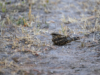 Square-tailed Nightjar or Mozambique Nightjar resting on the ground