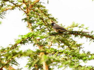 Obraz premium Speckled Mousebird on tree branch in Serengeti, Tanzania