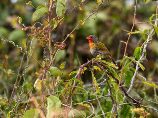 Green-winged Pytilia on tree branch in Serengeti, Tanzania