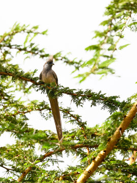 Speckled Mousebird on tree branch in Serengeti, Tanzania