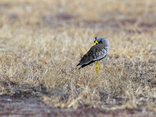 Wattled Lapwing,Vanellus senegallus,beautiful, bird, bushes, cap, crest, crested, cute, eye,...