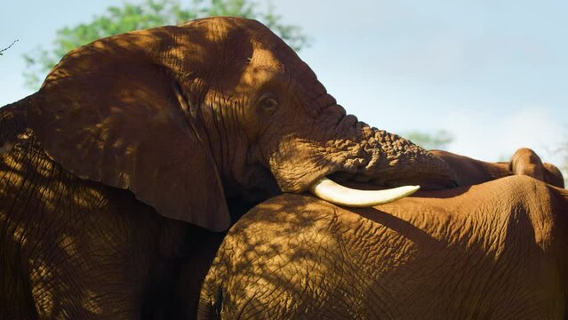 Two African elephants cuddling each other during mating season.