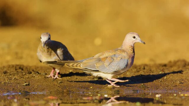 Portrait of two laughing doves (Spilopelia senegalensis) near a pond in south africa.