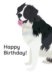 Happy birthday card with Newfoundland dog and text. Present for a dog lover. Funny cartoon smiling dog illustration. Minimalistic birthday card with text. Holiday present. Cartoonish art. Puppy/