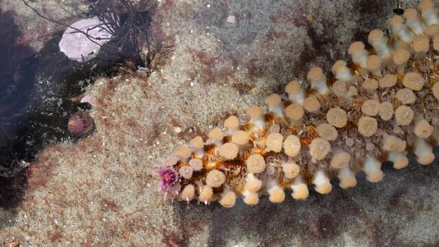 Arm eines Seesterns  (Asterias rubens) bewegt sich durch das Wasser