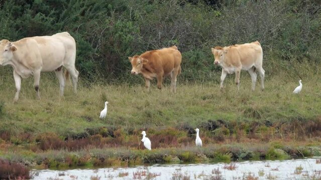 Kuhreiher (Bubulcus ibis) und vorbeiziehende K&uuml;he