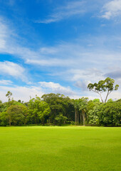Beautiful large park with green lawn covered with grass. - obrazy, fototapety, plakaty