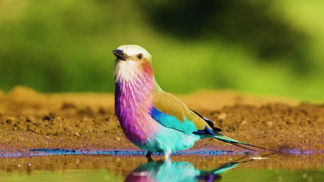 Close up of a Lilac-breasted roller (Coracias caudatus) drinking water while standing in a pond in south africa.