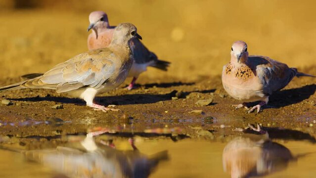 Three laughing doves (Spilopelia senegalensis) foraging near a river in South Africa.