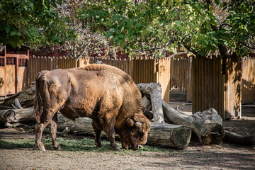 Bison family in the ZOO in Kyiv, Ukraina
