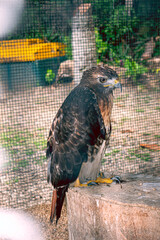 bird in cage