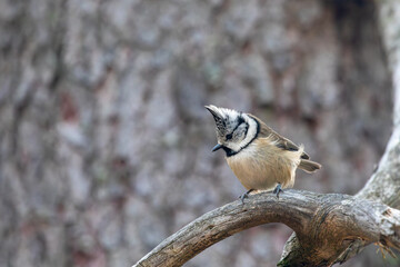 Crested tit perched on a branch - Lophophanes cristatus