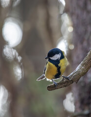 Great Tit - Parus major - on a branch