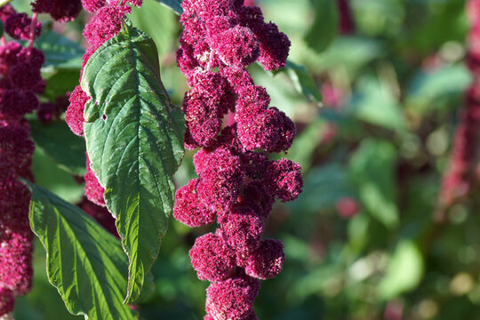 Close up red flowering Amaranthus caudatus (Love-Lies-Bleeding) in autumn in a Dutch garden. Family Amaranthaceae. October, Netherlands