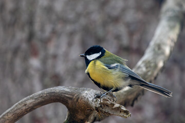 Great Tit - Parus major - on a branch