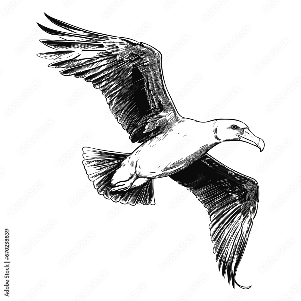 Wall mural Hand Drawn Sketch Albatross Illustration