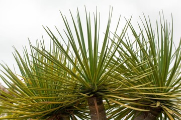 Foliage of a Canary dragon tree, Dracaena draco