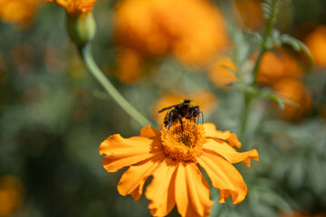 Flor de cempasúchil