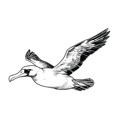 Hand Drawn Sketch Albatross Illustration