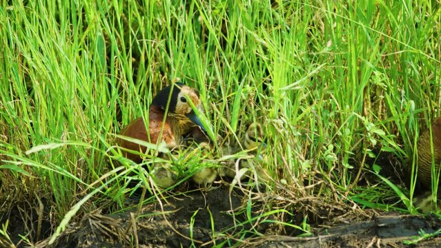 A beautiful white-faced whistling duck (Dendrocygna viduata) with her young ones in grass.