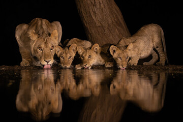 A lioness with three cubs drinking at night