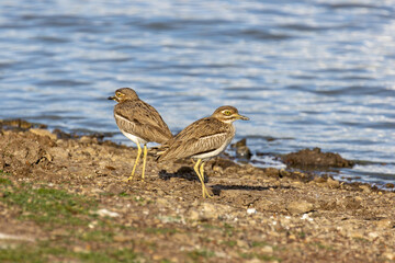 A pair of water thick-knees standing on the shore
