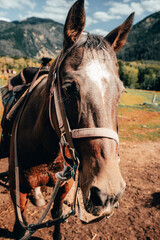 Fototapeta premium Horseback riding in Utah 3