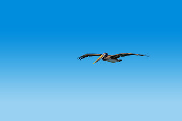 One Brown Pelican bird with wingspread and soaring in a clear blue sky