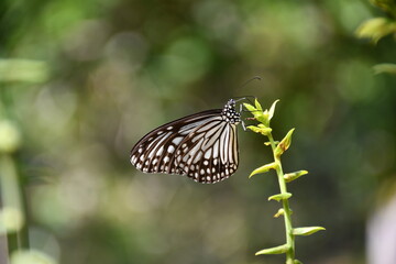 Butterfly (Parantica aglea) in Thailand