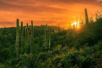 I-17 Cactus Sunset 1