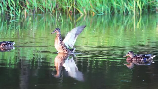 Slow motion video of swimming ducks