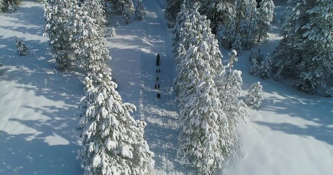 Aerial footage of sled dogs running on the trail