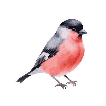 Red robin bullfinch bird watercolor paint for Christmas card decor on white